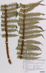 Dryopteris wallichiana. Herbarium specimen of a fertile frond showing truncate secondary segments, and dense red-brown scales on the stipe, AK 375688/B.
 Image: Auckland Museum © Auckland Museum All rights reserved